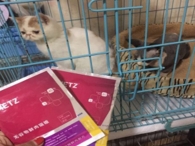 哈尔滨宠乐游宠物托运